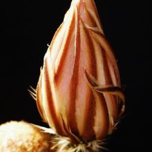 Una foto de Echinocereus pectinatus