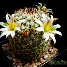 A photo of Mammillaria neopalmeri