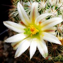 A photo of Mammillaria neopalmeri
