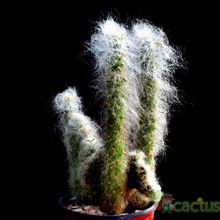 Una foto de Austrocylindropuntia vestita fma. crestada