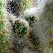 Una foto de Austrocylindropuntia vestita fma. crestada