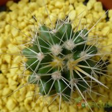 A photo of Echinocactus grusonii
