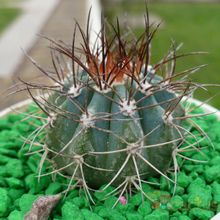 A photo of Melocactus azureus