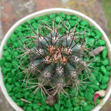 A photo of Melocactus azureus