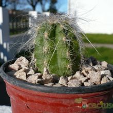 A photo of Oreocereus celsianus