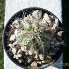 A photo of Oreocereus celsianus