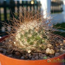 Una foto de Mammillaria rekoi subsp. leptacantha