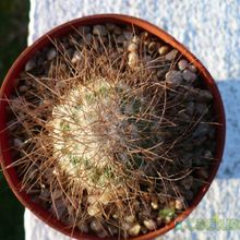 Una foto de Mammillaria rekoi subsp. leptacantha