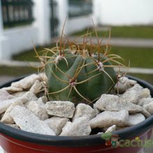 A photo of Gymnocalycium ritterianum