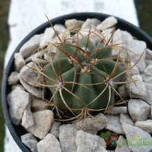 A photo of Gymnocalycium ritterianum