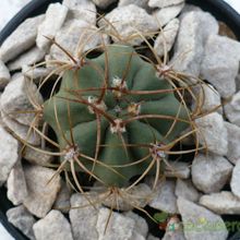 A photo of Gymnocalycium ritterianum