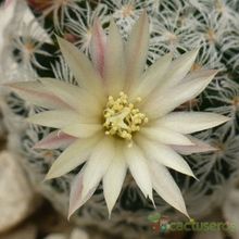 A photo of Mammillaria nana