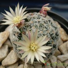 A photo of Mammillaria nana