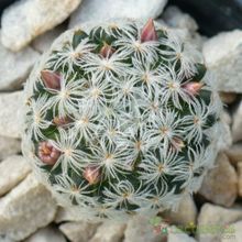 A photo of Mammillaria nana