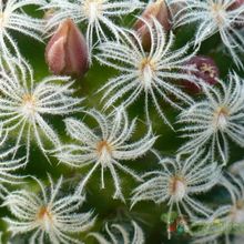 A photo of Mammillaria nana