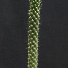 Una foto de Austrocylindropuntia cylindrica
