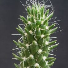 Una foto de Austrocylindropuntia cylindrica