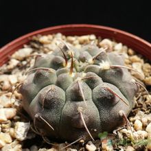 Una foto de Gymnocalycium ochoterenae subsp. vatteri