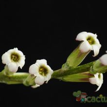 Una foto de Haworthia herbacea
