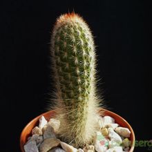 A photo of Espostoa lanata subsp. ruficeps
