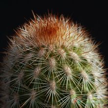 A photo of Espostoa lanata subsp. ruficeps