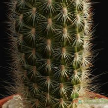 A photo of Espostoa lanata subsp. ruficeps