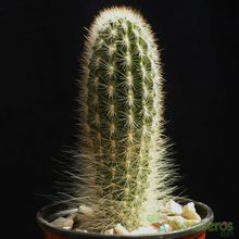 A photo of Espostoa lanata subsp. ruficeps