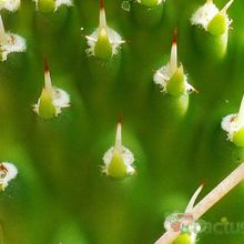 Una foto de Opuntia sulphurea