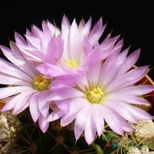 Una foto de Acanthocalycium spiniflorum