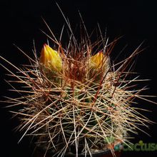 Una foto de Echinopsis formosa