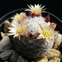 A photo of Mammillaria nana
