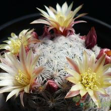 A photo of Mammillaria nana