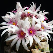 Una foto de Mammillaria albicans subsp. fraileana