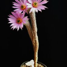 A photo of Echinocereus schmollii