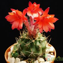 Una foto de Matucana paucicostata