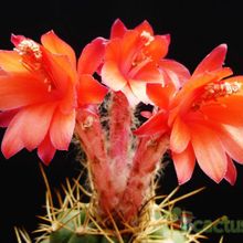 Una foto de Matucana paucicostata