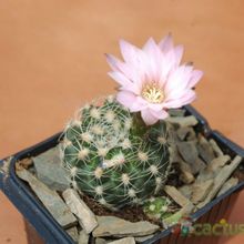 A photo of Gymnocalycium bruchii
