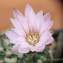 A photo of Gymnocalycium bruchii