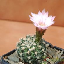 A photo of Gymnocalycium bruchii