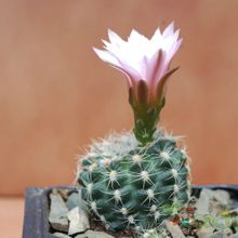A photo of Gymnocalycium bruchii