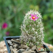 Una foto de Mammillaria sphacelata