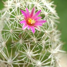 Una foto de Mammillaria sphacelata