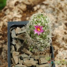 Una foto de Mammillaria sphacelata