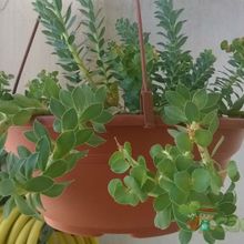 Una foto de Euphorbia paralias  