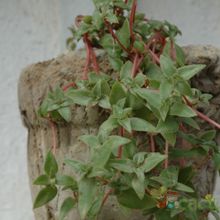 Una foto de Crassula pellucida subsp. brachypetala