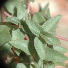 Una foto de Crassula pellucida subsp. brachypetala