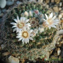 A photo of Mammillaria formosa