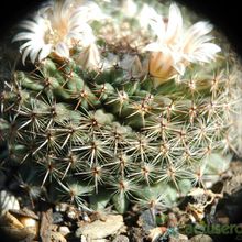 A photo of Mammillaria formosa