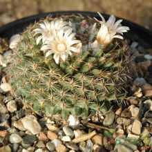 A photo of Mammillaria formosa
