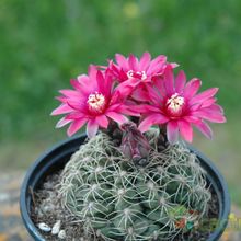 A photo of Gymnocalycium baldianum